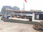 CHUNG TAY VÌ MÔI TRƯỜNG HẠ LONG - CÁT BÀ XANH, SẠCH, ĐẸP